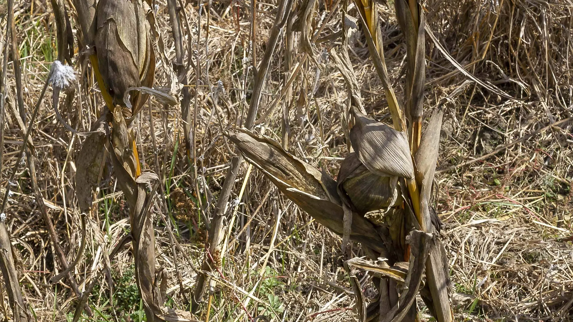 Tristeza en el campo otomí al haber perdido sus cosechas. Foto César Ortiz.